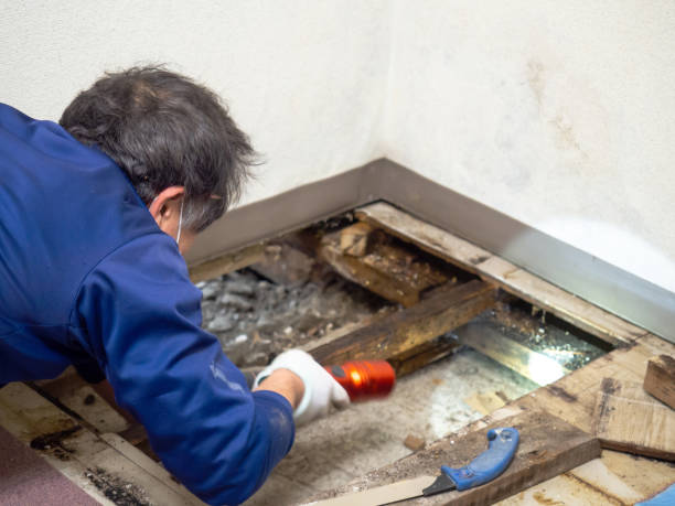 Best Water Damage Restoration  in Poydras, LA