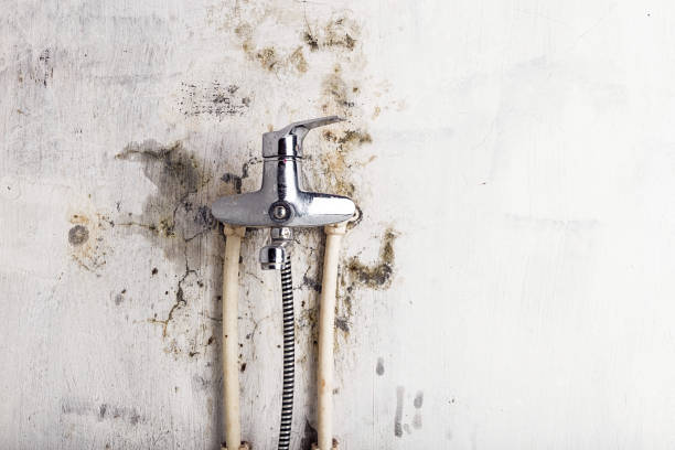 Best Mold Cleaning Services  in Poydras, LA