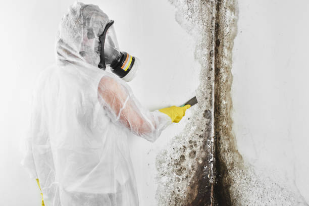 Best Home Mold Removal  in Poydras, LA