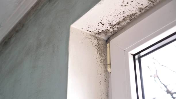 Best Office Mold Removal Services  in Poydras, LA