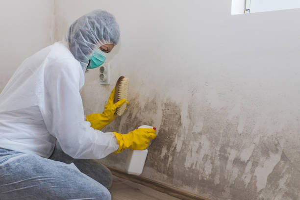 Best Mold Testing  in Poydras, LA