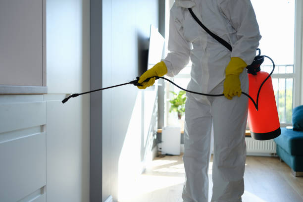 Best Attic Mold Removal  in Poydras, LA