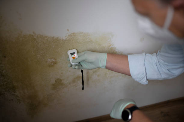 Best Commercial Mold Removal  in Poydras, LA