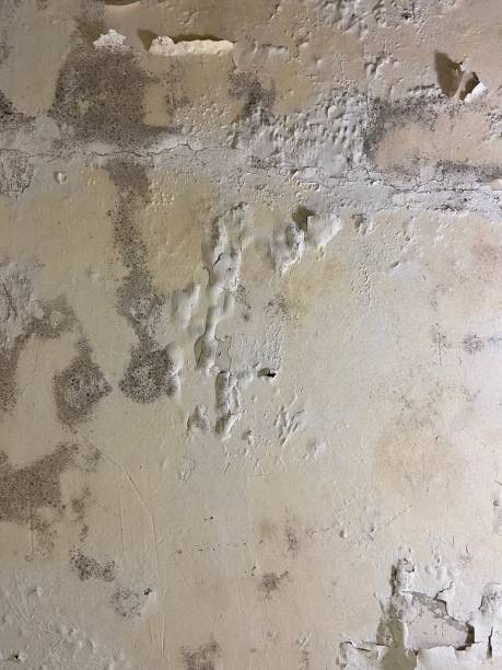 Office Mold Removal Services in Poydras, LA