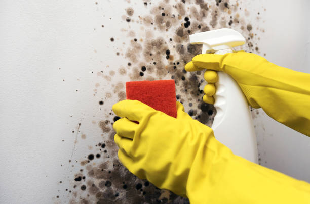 Best Affordable Mold Removal  in Poydras, LA