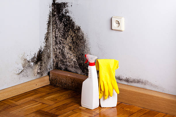 Best Mold Removal and Inspection  in Poydras, LA