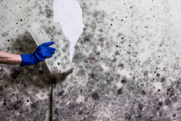 Best Emergency Mold Removal  in Poydras, LA