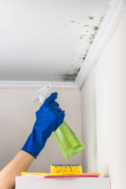 Best Fast Mold Removal  in Poydras, LA